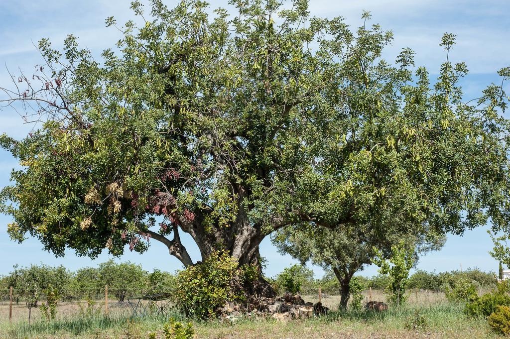 Гостевой дом Pensao Agricola Кабанаш-де-Тавира Экстерьер фото
