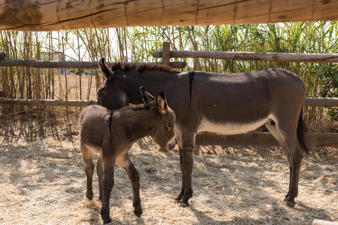 Гостевой дом Pensao Agricola Кабанаш-де-Тавира Экстерьер фото